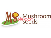 Mushroom Seeds